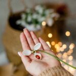 Top-Rated Hoodia Gordonii Supplement hoodia gordonii